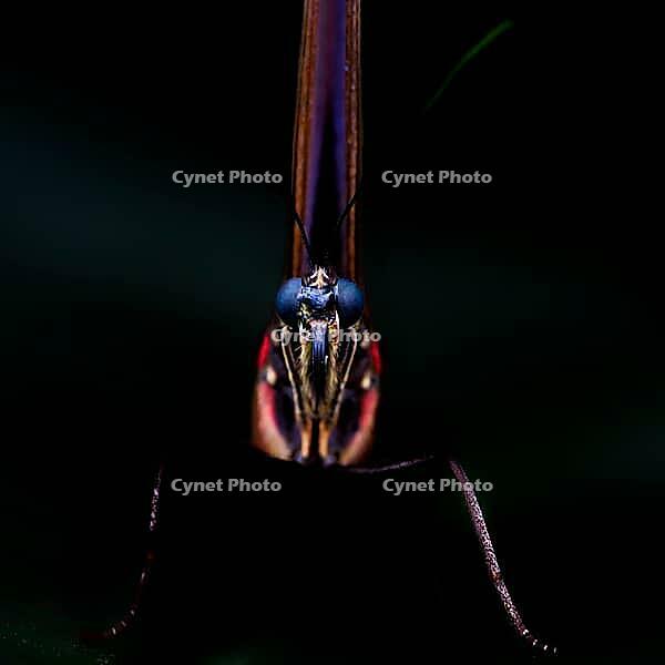 Extreme close-up of the butterfly head with shiny eyes and fine antennae against a dark background, knight butterfly (Papilionidae), windmill butterfly (Byasa polyeuctes), Mariposario de Benalmádena, captivity, Benalmádena, Costa del Sol, Andalusia, Spain [IBR125606160]