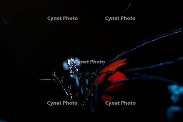 A butterfly with red and blue wing drawings stands out in the dramatic light from the black background, knight butterfly (Papilionidae), windmill butterfly (Byasa polyeuctes), Mariposario de Benalmádena, captivity, Benalmádena, Costa del Sol, Andalusia, S [IBR125606162]