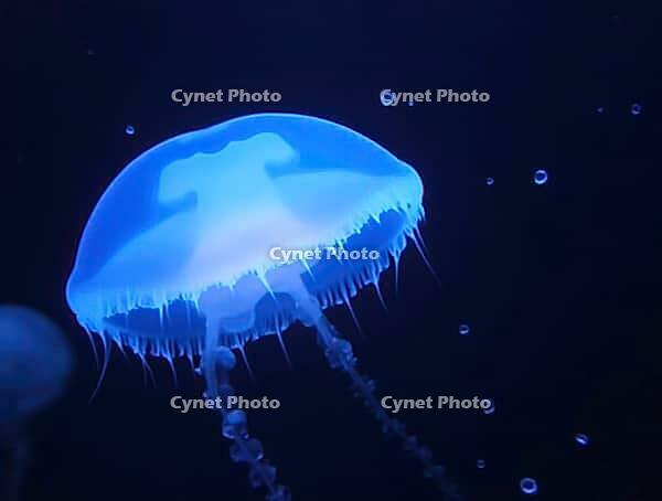 Close-up of a bioluminescent jellyfish emitting a captivating blue glow in the dark depths of the ocean, AI generated [IBR125636884]