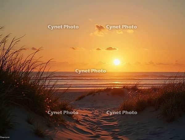 Low-hanging sun casting warm golden glow over tranquil ocean waves viewed from grassy sand dunes, AI generated [IBR125636895]