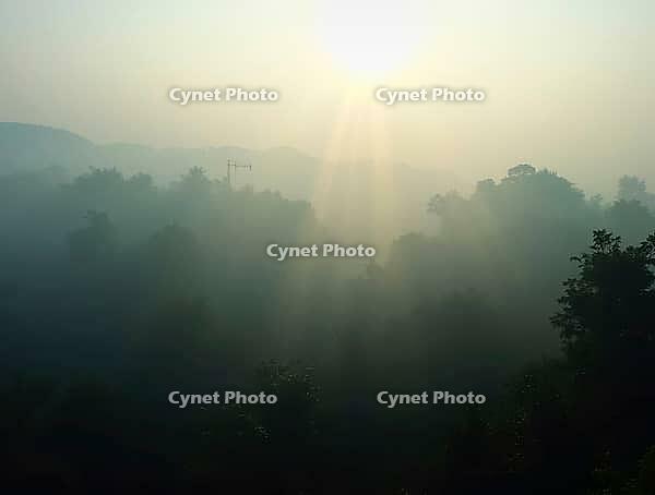 Beams of sunlight breaking through morning mist over a dense forest, creating a magical atmosphere, AI generated [IBR125636956]