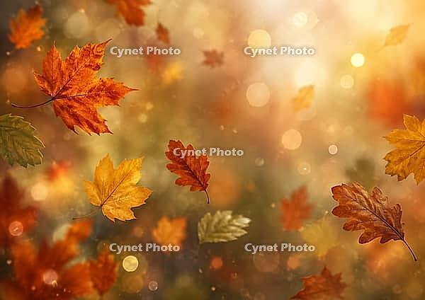 Orange and rusty maple leaves float in the warm, golden light of an autumnal bokeh background, AI generated [IBR125645936]