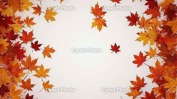 Vibrant autumn maple leaves forming a decorative frame on a clean white backdrop, ideal for seasonal designs, AI generated [IBR125653414]