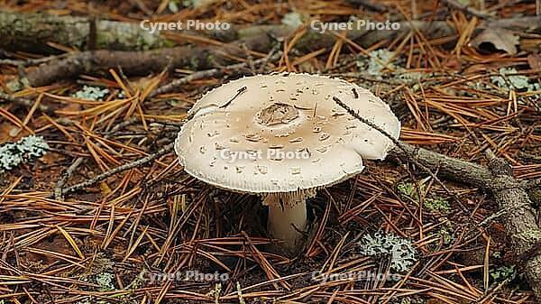 Close up of a mushroom growing on the forest floor, surrounded by dry pine needles and small twigs, AI generated [IBR125653449]