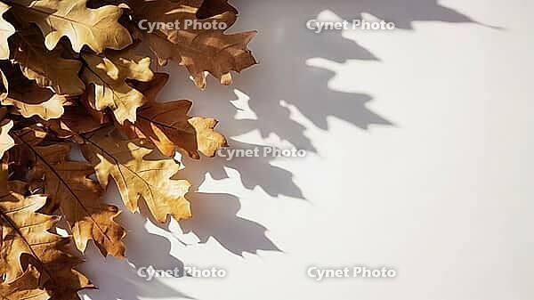 Autumnal composition with dry oak leaves casting shadows on a white background, creating a minimalist and elegant design, AI generated [IBR125653450]