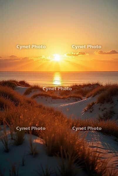 Grassy sand dunes in foreground with tranquil ocean and golden sunset in background, AI generated [IBR125653486]