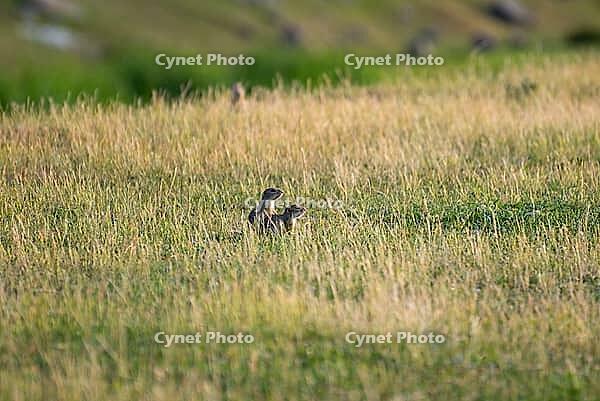 Two ground squirrels peeking from tall, golden grass in a vast meadow, European ground squirrel (Spermophilus citellus), ground squirrel, Valley of the Schnellen Kreisch or Sebes-Körös near Oradea, Romania [IBR125654751]
