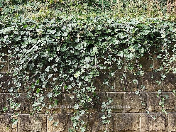 Ivy scientific name Hedera plant over stone wall useful as a background [IBR125654755]