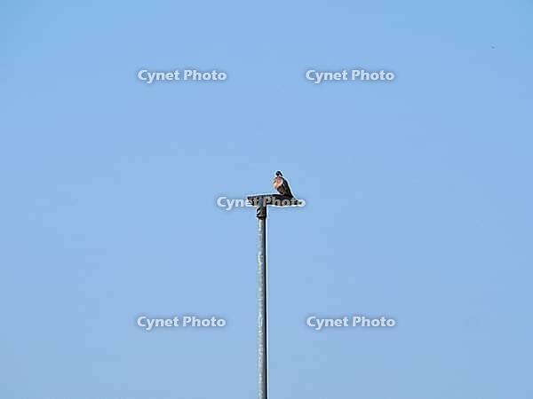 Common wood pigeon scientific name Columba palumbus of animal class birds on a lamppost [IBR125654777]