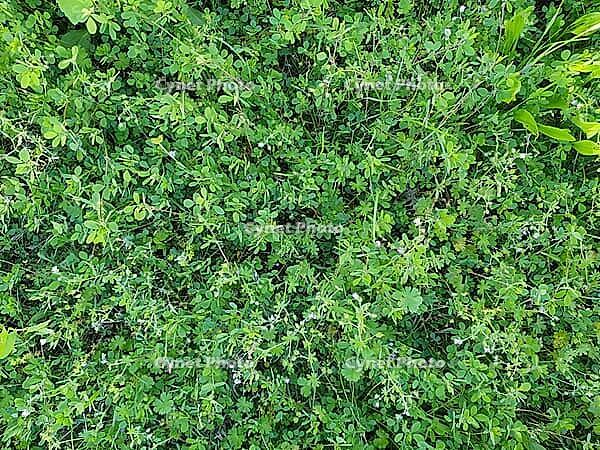 Green meadow grass useful as a background [IBR125654784]