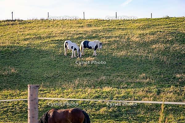 Horses grazing on a paddock in a summer evening [IBR125654787]