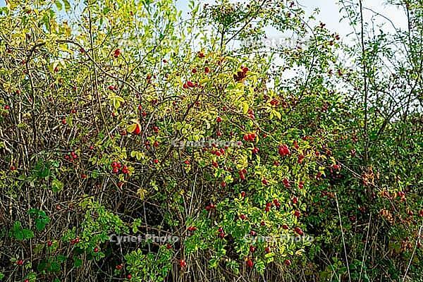 Wine rose (Rosa rubiginosa), wild hedge with many ripe rose hips, Hesse, Germany [IBR125654791]