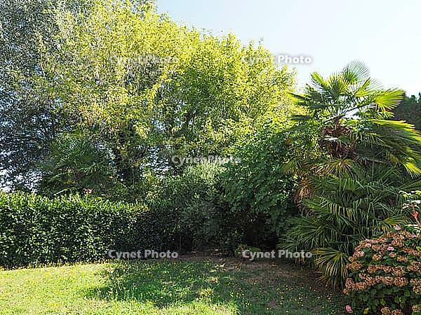 Trees and meadow in a sunny garden with copy space useful as a background [IBR125654802]