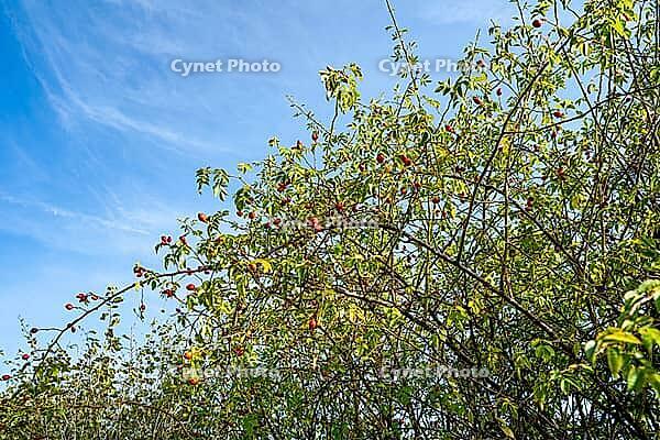 Wine rose (Rosa rubiginosa), wild hedge with many ripe rose hips, Hesse, Germany [IBR125654810]