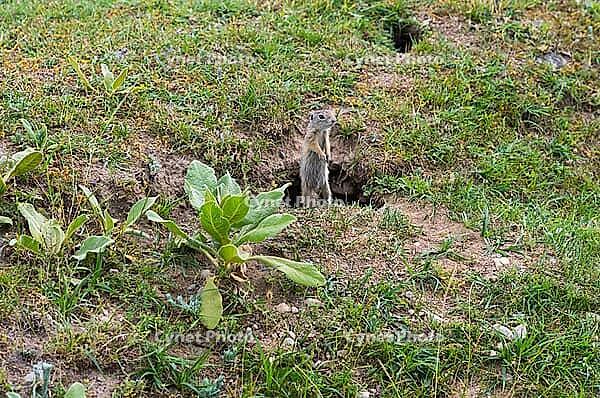 A ground squirrel stands curiously in front of its burrow in a grassy meadow, European ground squirrel (Spermophilus citellus), ground squirrel, Valley of the Schnellen Kreisch or Sebes-Körös near Oradea, Romania [IBR125654823]