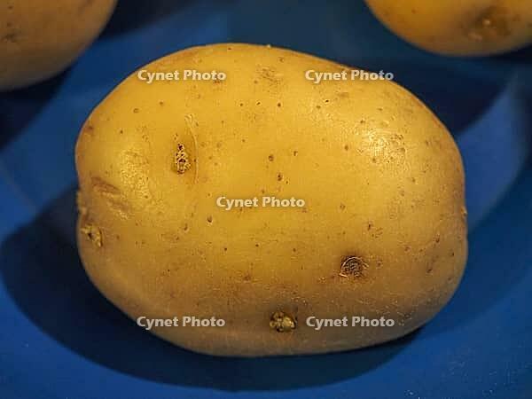 Potato (Solanum tuberosum) vegetables vegetarian and vegan food [IBR125654828]