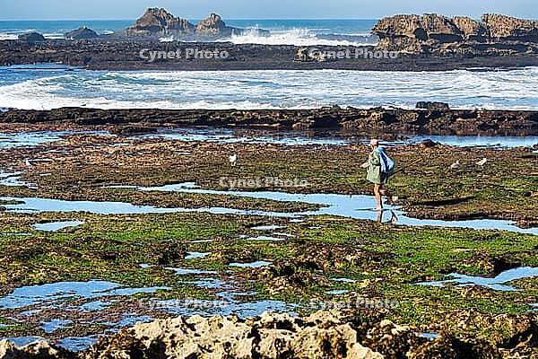 Rocky Atlantic coast at low tide, fishermen collecting seafood, mussels and crabs, traditional fishing, Essaouira, Morocco [IBR125657358]
