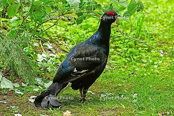 Black grouse male standing in green grass in front of branches with green leaves looking right, Bavarian Forest, Bavaria, Germany [IBR125657359]