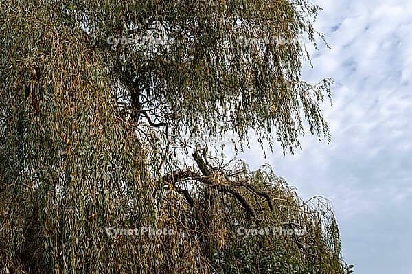 Borken, NRW, Germany, Long willow branches with narrow leaves fill the left and lower parts of the view, with a cloudy sky visible behind them during the day [IBR125657361]