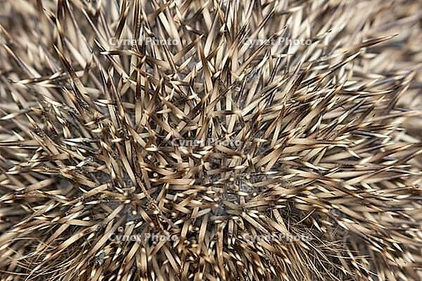 European hedgehog (Erinaceus europaeus) adult animal close up of its spines, England, United Kingdom [IBR125657362]
