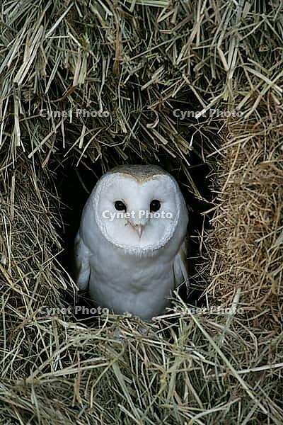 Barn owl (Tyto alba) adult bird looking out from a farmland straw or hay bale stack, England, United Kingdom [IBR125657364]