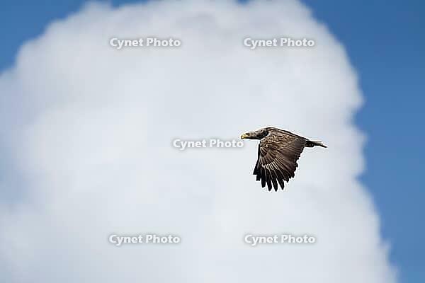 White-tailed sea eagle (Haliaeetus albicilla) adult bird of prey flying, Isle of Mull, Scotland, United Kingdom [IBR125657368]