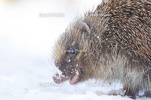 European hedgehog (Erinaceus europaeus) adult animal on snow in a garden in winter, England, United Kingdom [IBR125657369]