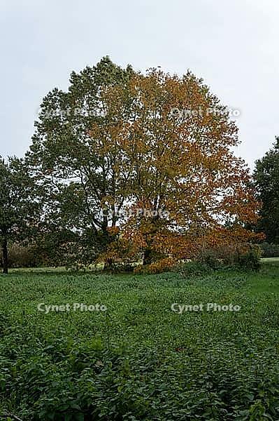 Borken, NRW, Germany, A group of trees with green and orange leaves stands at the edge of a field in autumn, with an overcast sky above the rural landscape [IBR125657370]