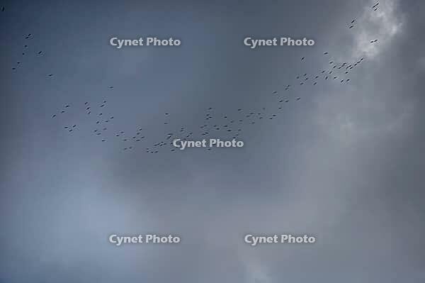Cranes (Grus grus) gather in the sky for flight to the south, Othenstorf, Mecklenburg-Western Pomerania, Germany [IBR125657372]