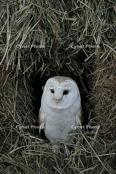 Barn owl (Tyto alba) adult bird on a farmland straw or hay bale stack, England, United Kingdom [IBR125657374]
