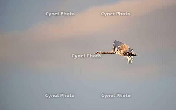 Mute swans (Cygnus olor) flying in the evening light, Darß, Mecklenburg-Western Pomerania, Germany [IBR125657377]