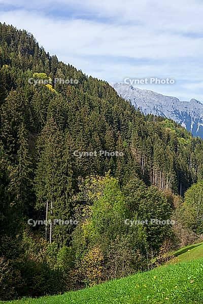 Forest with alpine pasture and Karwendel mountains in the Voldertal, Volders, Tyrol, Austria [IBR125657378]
