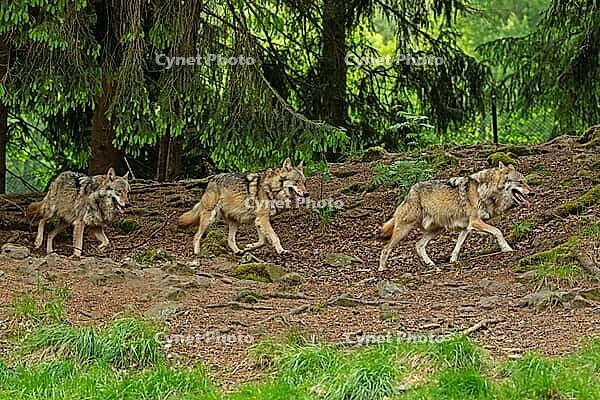 Wolf three adults with outstretched tongue in open mouth next to each other walking in forest looking right, Lohberg, Bavaria, Germany [IBR125657382]