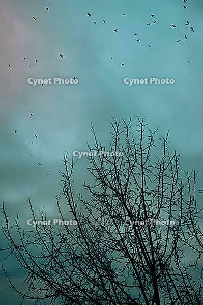 Small birds circle above the intricate bare branches of a tree against a muted turquoise sky [IBR125657388]