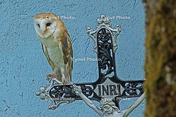 Barn owl standing on iron cross in front of wall looking diagonally left from the front, Javorna, Carlsbad, Czech Republic [IBR125657391]