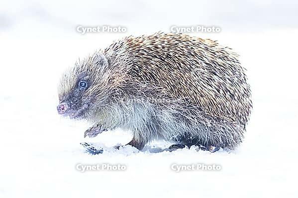 European hedgehog (Erinaceus europaeus) adult animal on snow in a garden in winter, England, United Kingdom [IBR125657392]
