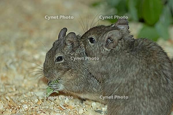Degu two animals with green leaf sitting in mouth looking left, Lohberg, Bavaria, Germany [IBR125657397]