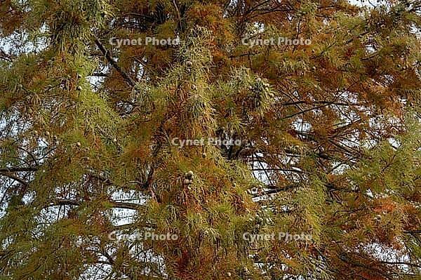 Borken, NRW, Germany, A tree canopy with orange and green foliage spreads across the frame, with branches and small cones visible outdoors during daylight in autumn [IBR125657398]