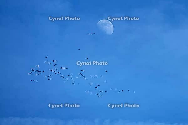 Half moon in the late afternoon, cranes (Grus grus) gather in the sky for flight to the south, Othenstorf, Mecklenburg-Western Pomerania, Germany [IBR125657401]