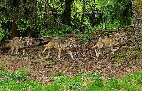 Wolf three adults with outstretched tongue in open mouth next to each other walking in forest looking right, Lohberg, Bavaria, Germany [IBR125657405]