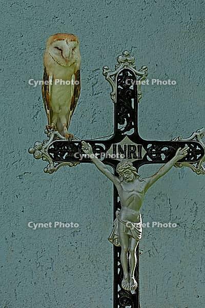Barn owl standing on iron cross in front of wall looking from the front, Javorna, Carlsbad, Czech Republic [IBR125657407]