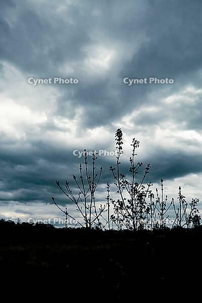 Thin wild plants rise above a dark horizon beneath a vast, cloud-filled sky [IBR125657413]