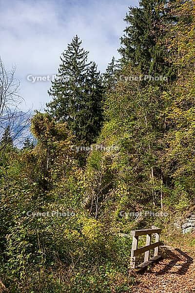 Forest with Karwendel Mountains in the Voldertal, Volders, Tyrol, Austria [IBR125657414]