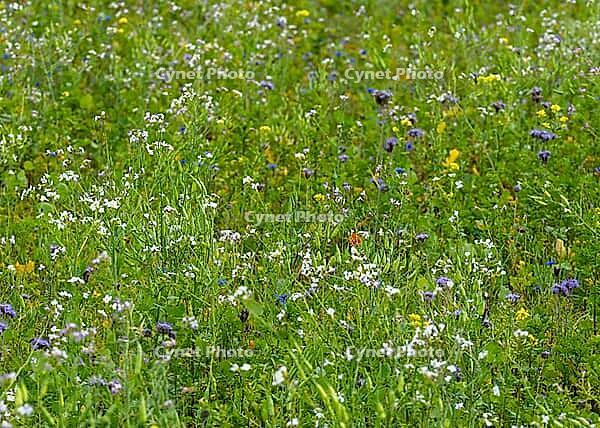 Species-rich wildflower meadow (flower strips) in a half close up. A vibrant mix of all the plants previously photographed is seen: the purple Phacelia flowers, the yellow mustard, white wildflowers (such as oil radish or hederich), and scattered red tuft [IBR125657421]