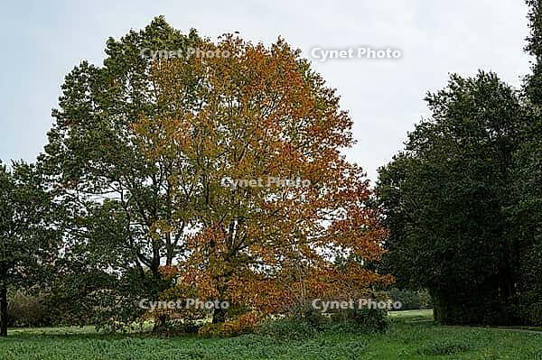 Borken, NRW, Germany, A broad tree with orange and yellow leaves stands in a grassy field, bordered by green trees under an overcast sky in autumn [IBR125657422]