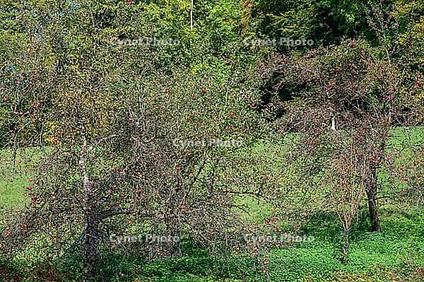 Hanging red apples (Malus) on the trees, Oberffanken, Bavaria, Germany [IBR125657423]