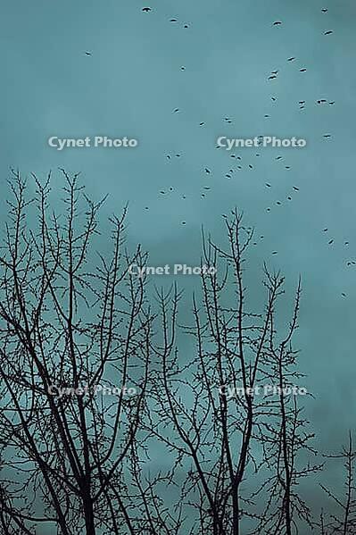 A flock of birds flies above the fine silhouettes of bare trees against a cool turquoise sky [IBR125657425]