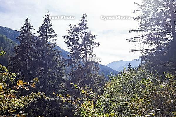 Forest with mountains in the Voldertal, Volders, Tyrol, Austria [IBR125657426]