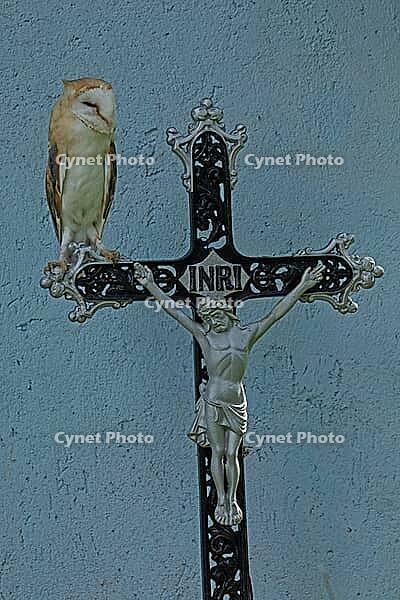 Barn owl standing on iron cross in front of wall looking from the front right, Javorna, Carlsbad, Czech Republic [IBR125657429]
