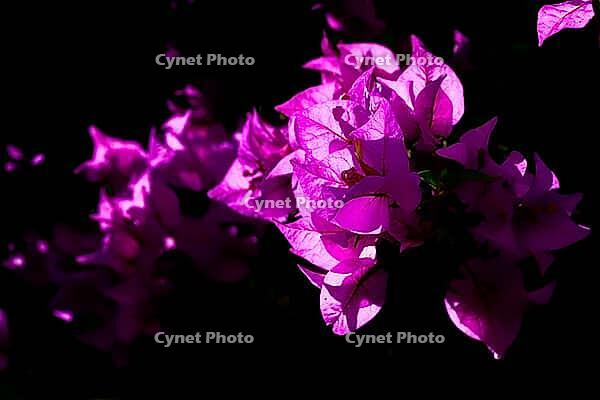 Vibrant pink bougainvillea flowers glow in strong light against almost black background, Bougainvillea (Nyctaginaceae), Estepona, Costa del Sol, Andalusia, Malaga province, Spain [IBR125657430]